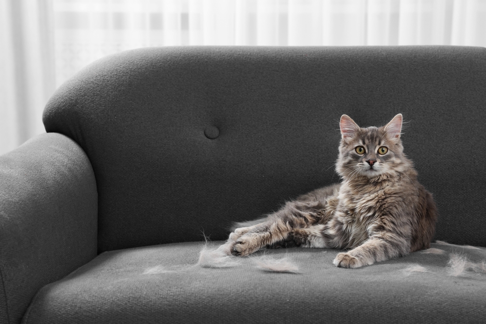 A fluffy grey tabby cat lying down on a dark grey fabric sofa, looking directly at the camera next to scattered clumps of loose pet hair and shed fur on the seat cushion.