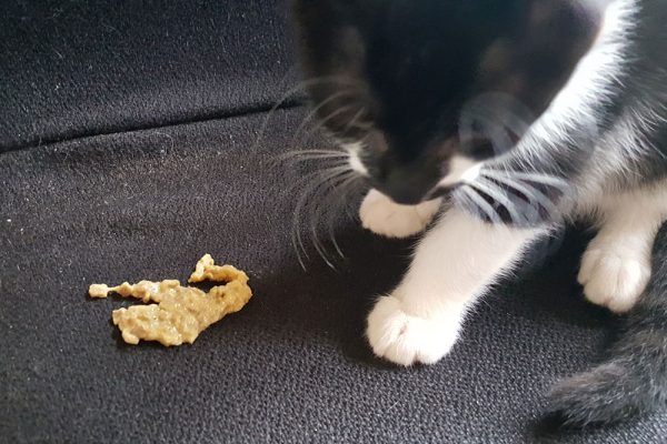 Picture of Cat Vomiting: What’s Normal and When to Worry - Carolina-Virginia ...
