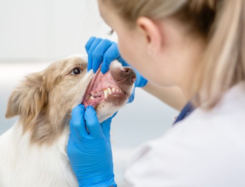 Does Your Pet Need Dental Surgery? Signs & Treatment Options