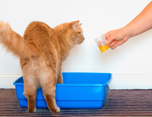 A Vet’s Guide to Preventing and Treating UTIs in Pets