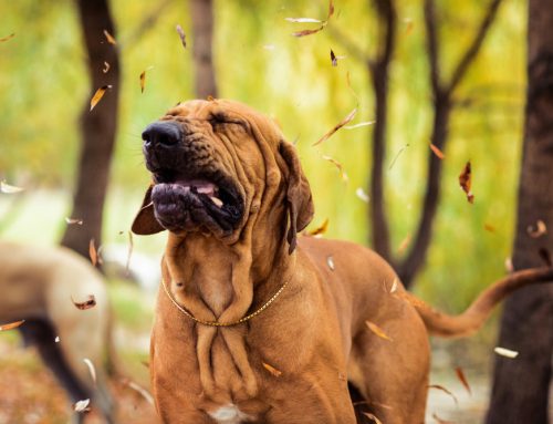 Coughing, sneezing, wheezing, reverse sneezing, snoring, and more – what does it mean?