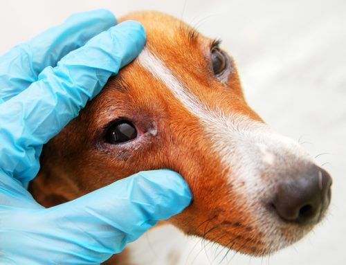 Eye Problems in Pets: Common Issues and Urgent Care Needs