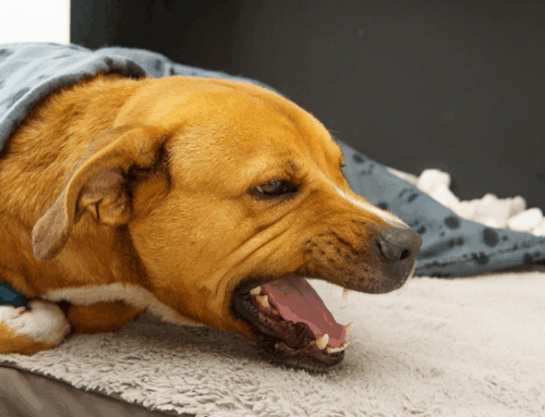Kennel Cough in Dogs: Prevention and Treatment
