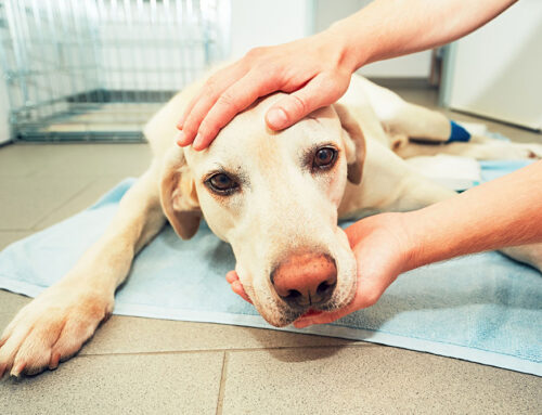 Common Pet Cancers: Early Detection and Treatment Options