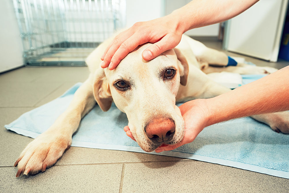 A light-colored dog lying on a towel on the floor while a person gently holds its head and chin, offering comfort and support as the dog appears weak or unwell.