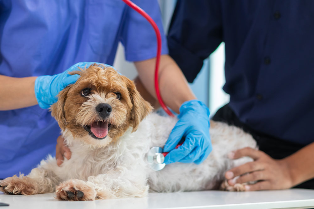 A veterinarian in blue scrubs and gloves uses a stethoscope to check the heart of a small, fluffy dog.