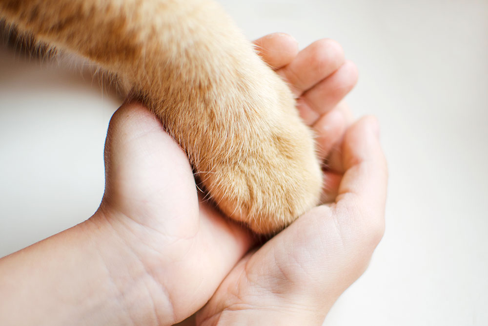 A close-up of a person's hands gently cradling the fluffy ginger paw of a cat.