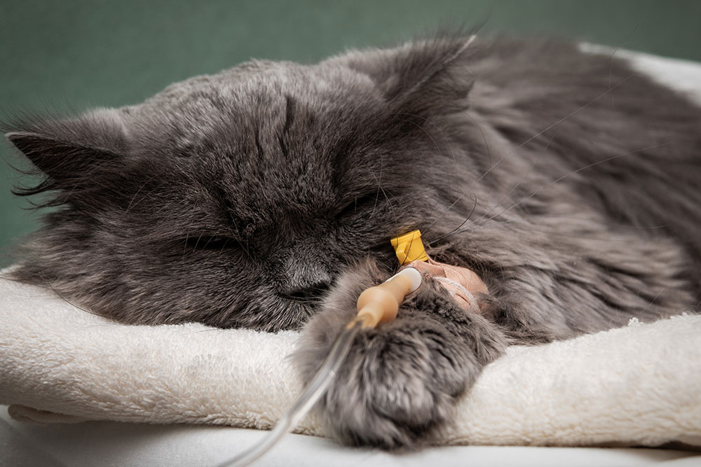 A fluffy gray cat lying on a soft towel with its eyes closed, receiving intravenous treatment through a catheter placed in its front paw.