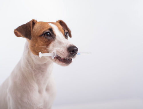 Dog Daycare: What to Ask, Vaccine Requirements, and Safety