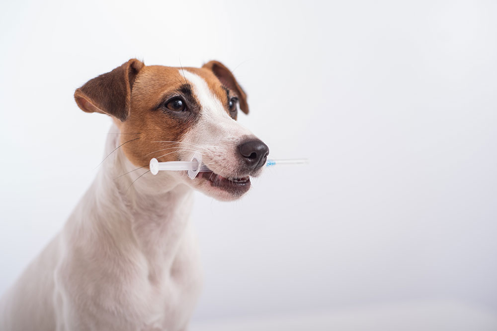 Veterinarian examining a dog’s eye by gently holding the dog’s head.