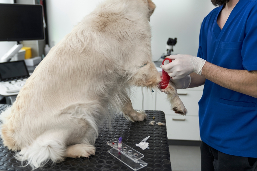 A veterinarian in blue scrubs applying a red bandage to a Golden Retriever's leg after a medical procedure.