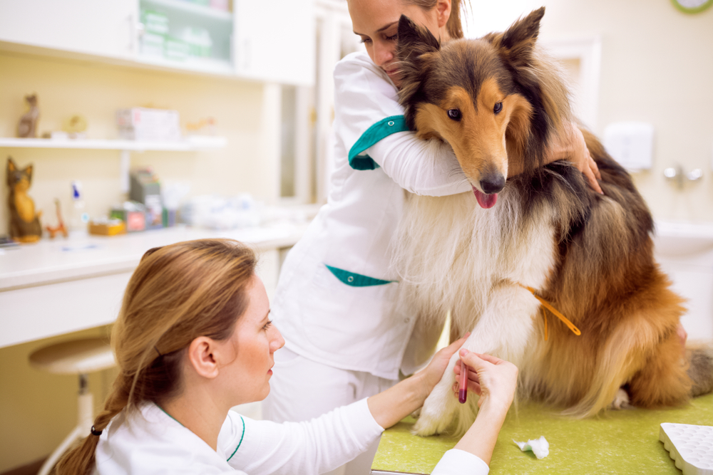 Two female veterinarians drawing blood from a Collie's front leg in a clinic.