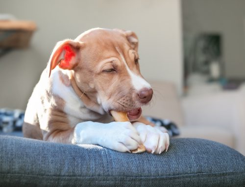 Which of Your Dog’s Toys, Chews, and Collars Are Safe to Keep?