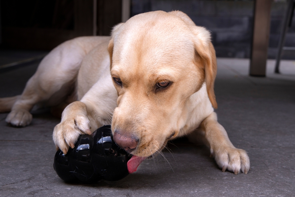 Labrador retriever licking treats from a rubber Kong toy.